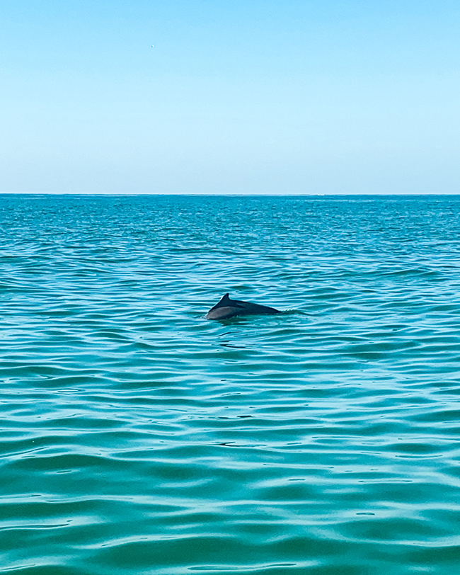 Delfíny bolo vidieť aj priamo z hotelového móla v Ománe