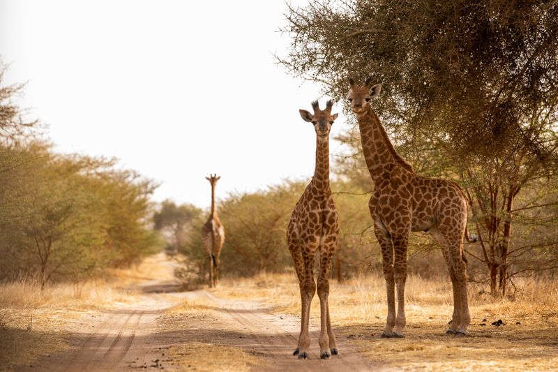 Prírodná rezervácia Bandia, Senegal - Dovolenka s CK Hydrotour
