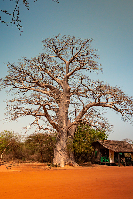 Posvätný strom Baobab, Senegal - Dovolenka s CK Hydrotour