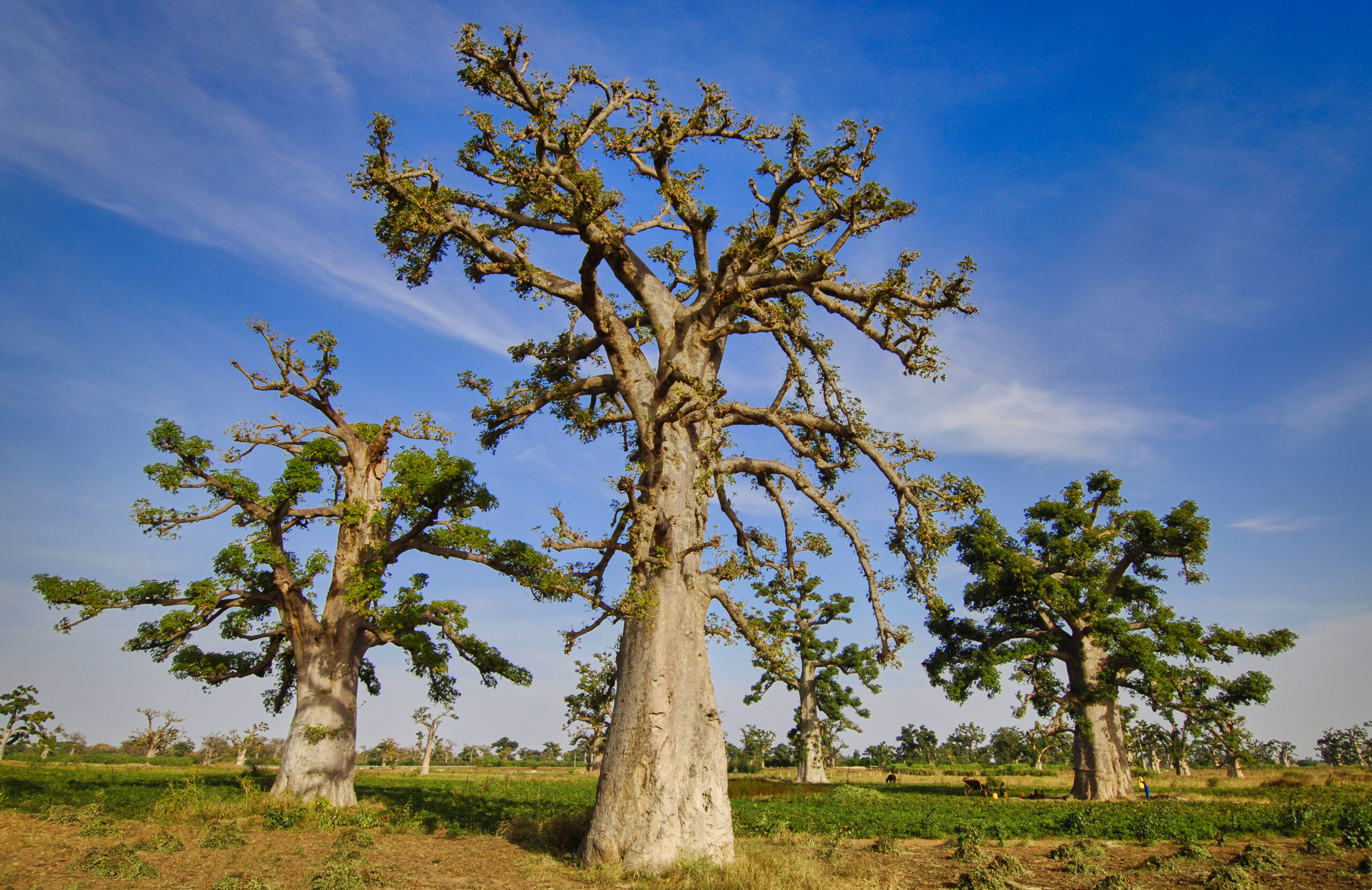 Posvätný strom Baobab, Senegal - Dovolenka s CK Hydrotour