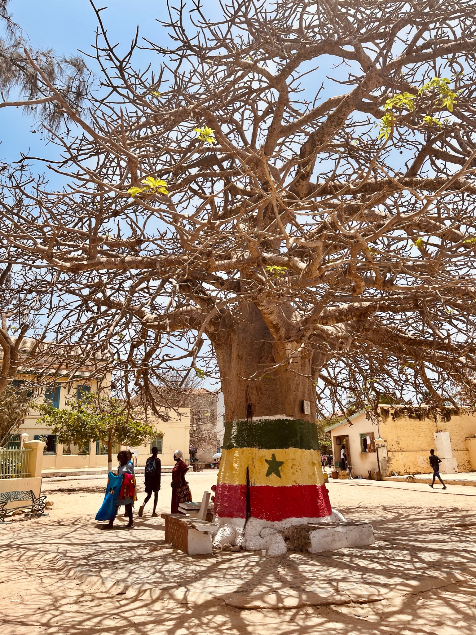 Posvätný strom Baobab, Senegal - Dovolenka s CK Hydrotour