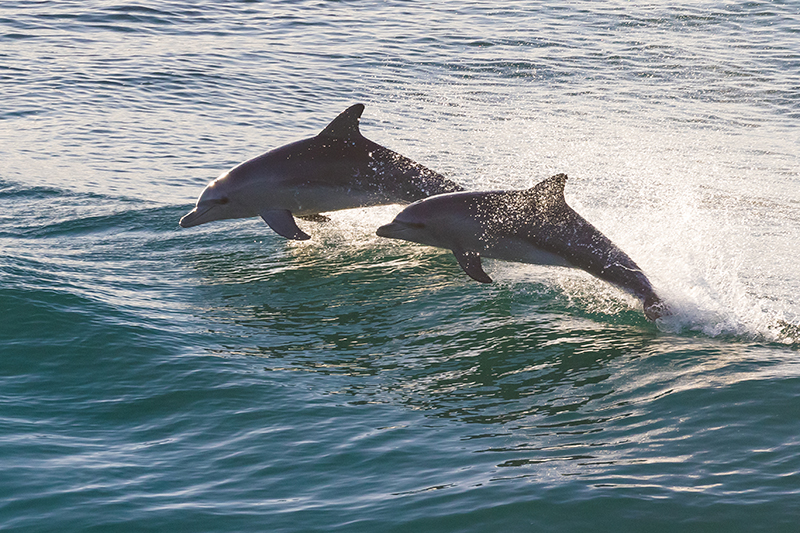 Delfíny, dovolenka v Ománe s CK Hydrotour