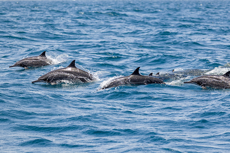Delfíny, dovolenka s CK Hydrotour