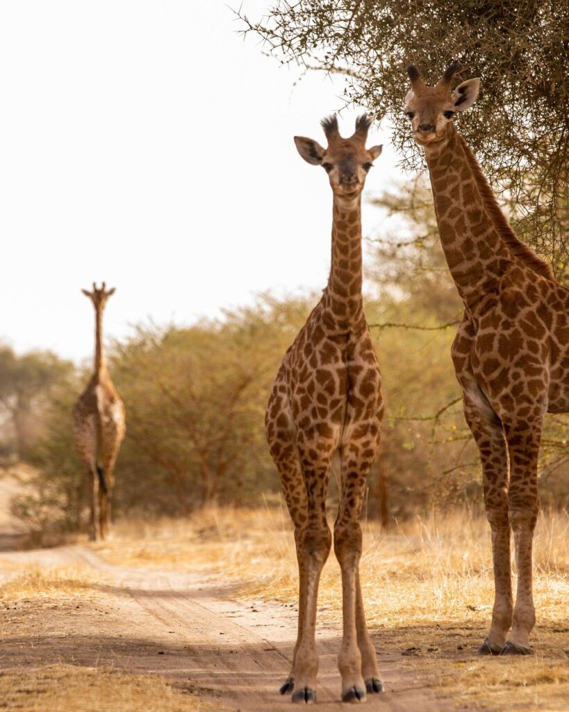 Senegal & Gambia – Poznávanie s CK Hydrotour