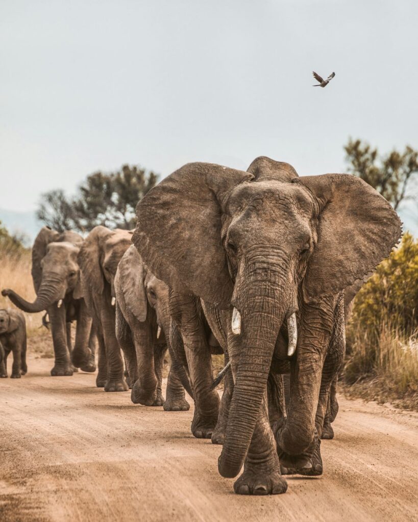 Pôsobivá Keňa – Srdce Afriky - Poznávanie s CK Hydrotour