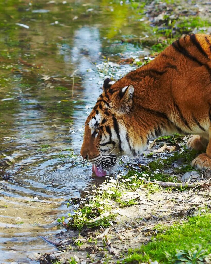 Bengálsky tiger v Sundarbans – kráľ indickej divočiny