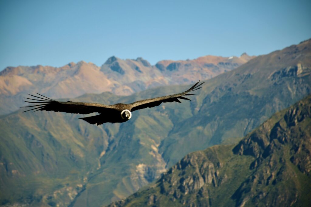 Kondor andský má rozpätie krídel až vyše tri metre — je to jeden z najväčších lietajúcich vtákov na svete